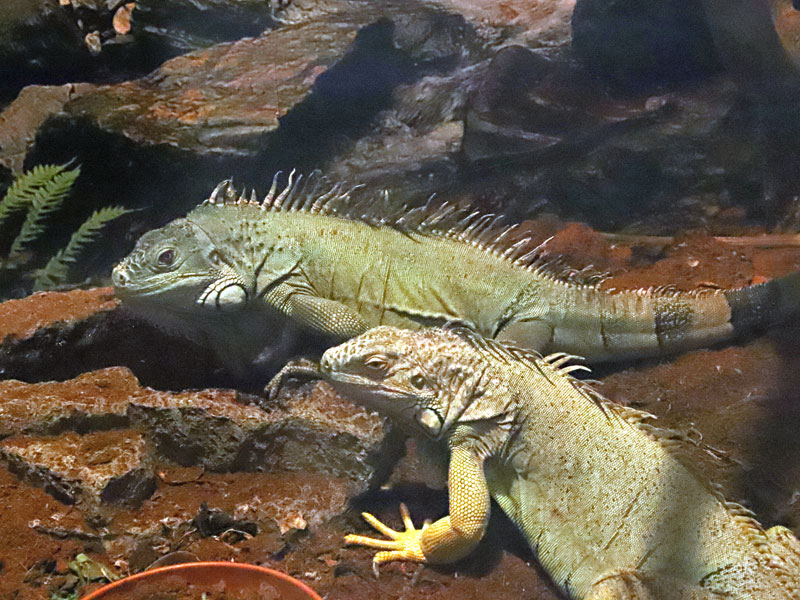 Green Iguana at GarLyn Zoo